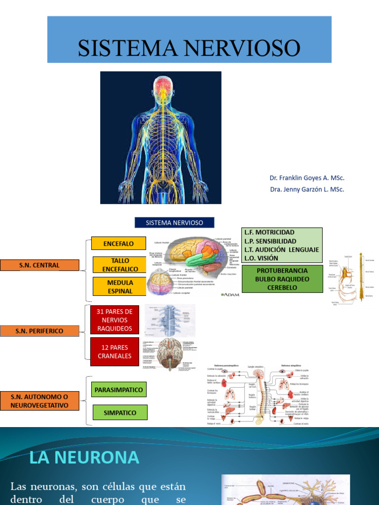 Estructura y Función del Sistema Nervioso | PDF | Neurona | Cerebro