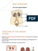 18 Urinary System