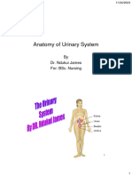 Anatomy of The Urinary System