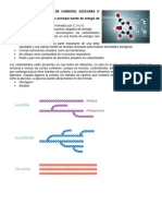 1.1 Carbohidratos