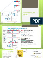 021 - Maduración Del ARN