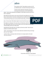 Blue Whale Facts