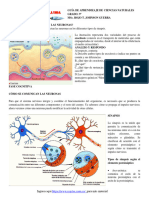 GT 2021 CN G9 Cómo Se Comunican Las Neuronas