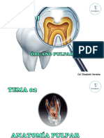 Anatomia Pulpar y Radicular