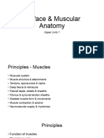Upper Limb Surface & Muscular Anatomy