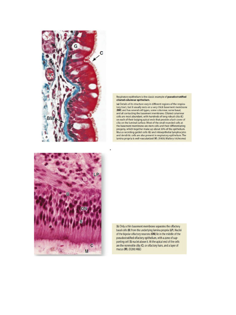 Histology Respiratory System Pdf
