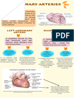 Anatomia