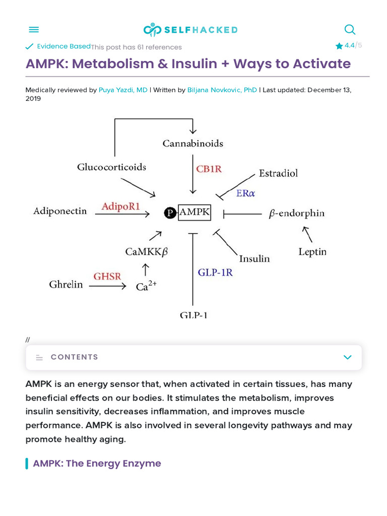 AMPK - Metabolism & Insulin + Ways To Activate - SelfHacked | PDF ...