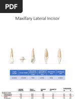 Maxillary Central Incisor Carving Guide | PDF | Tooth | Mouth