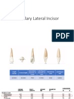Maxillary Lateral Incisor