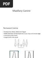 Canine Tooth Anatomy Overview | PDF | Dental Anatomy | Tooth