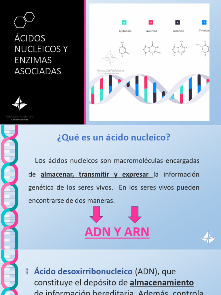 UT 5. Ácidos Nucleicos y Enzimas Asociadas | PDF | Rna | Replicación De Adn