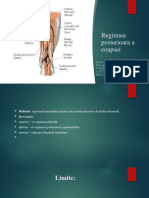 Regiunea Posterioara A Coapsei