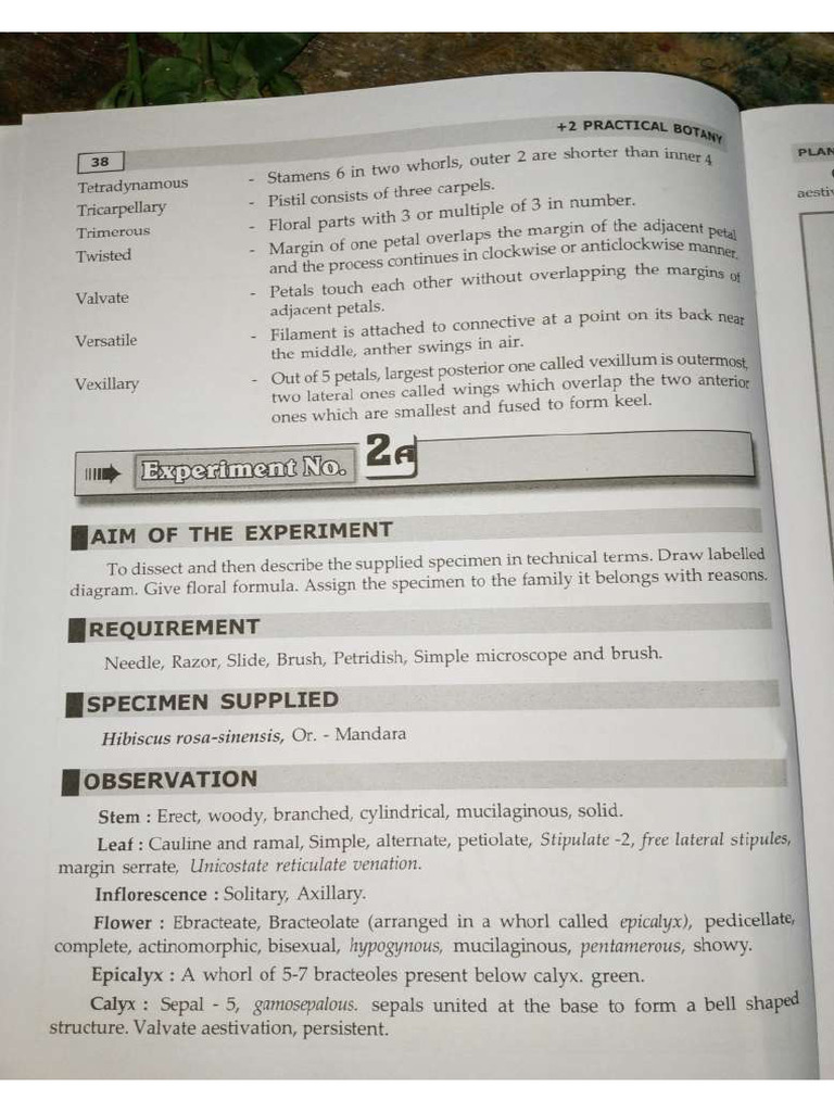 BOTANY LAB PRACTICAL 1 visual data 3