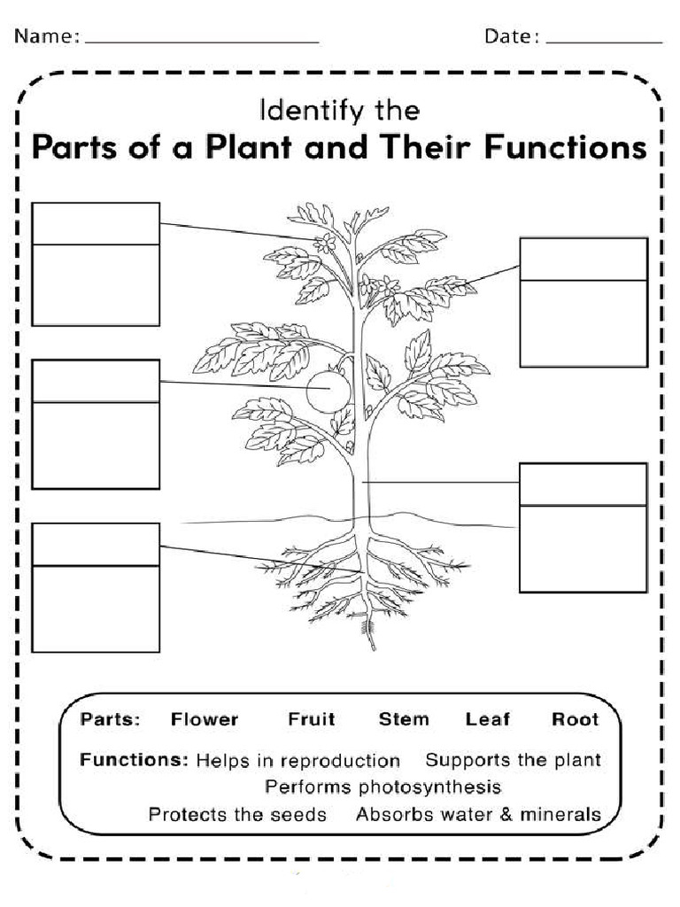 Parts of Plants and Their Functions Worksheet | PDF
