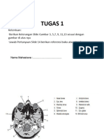  Anatomi Sectional