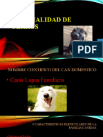 Especialidad de Perros