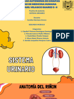 Sistema Urinario