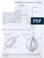 Estruturas morfológicas utilizadas em chaves de classificação botânica
