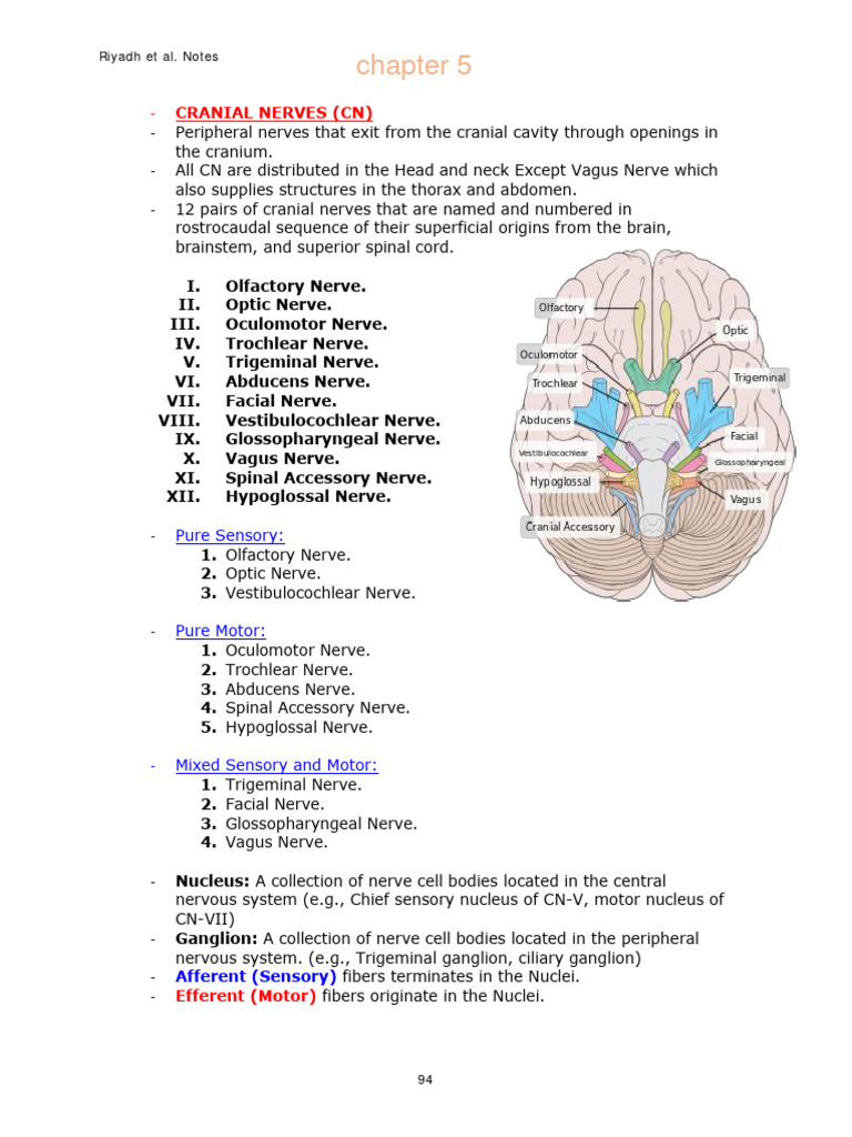 Cranial Nerves | PDF | Vagus Nerve | Common Carotid Artery