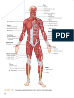 Musculos Anatomía