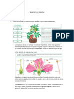Plantas Ficha 3