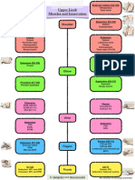 Upper Limb Muscles