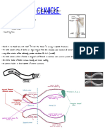 Upper Limb Summary