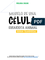 Modelo de Célula Eucariota Animal BIOLOGÍA ONLINE