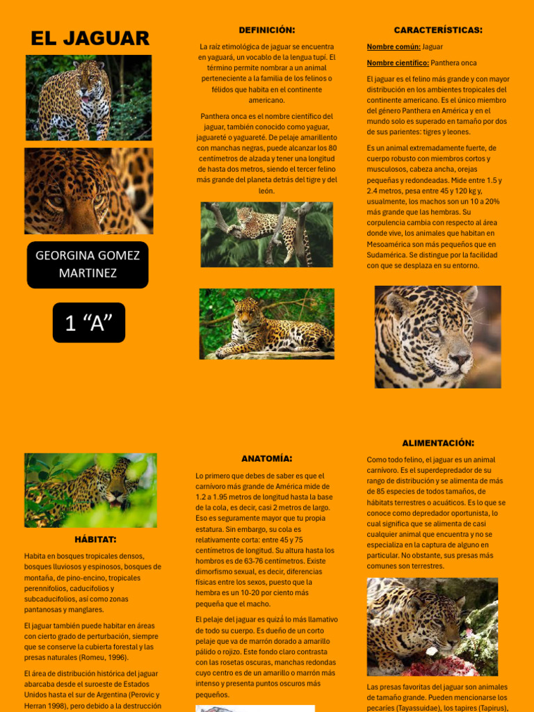 Reflexiones sobre los desafíos y oportunidades para la conservación del  jaguar \u003e WCS Ecuador, image size:768x1024