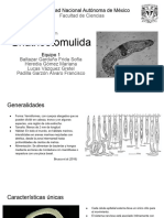 Gnathostomulida 