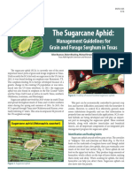 ENTO-035 Sugarcane Aphid-Management 2016