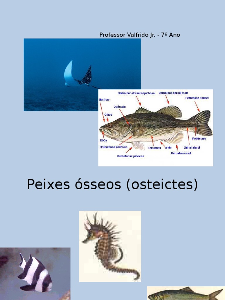 Peixes Ósseos e Cartilaginosos | PDF