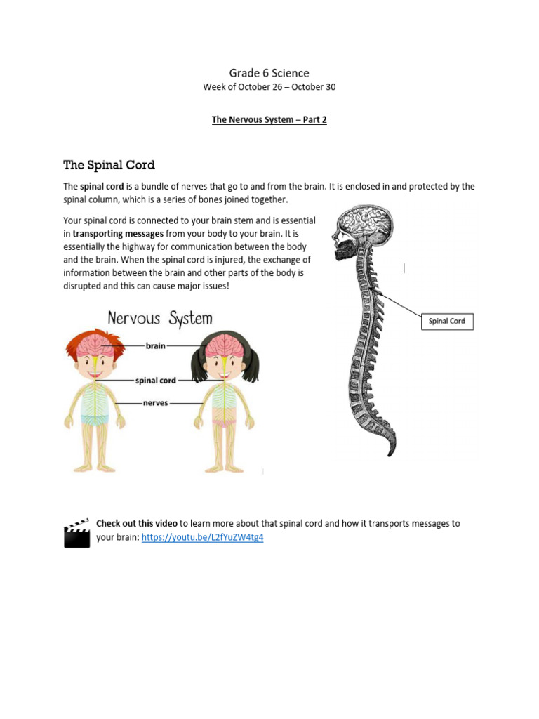 Understanding the Nervous System | PDF | Neuron | Brain