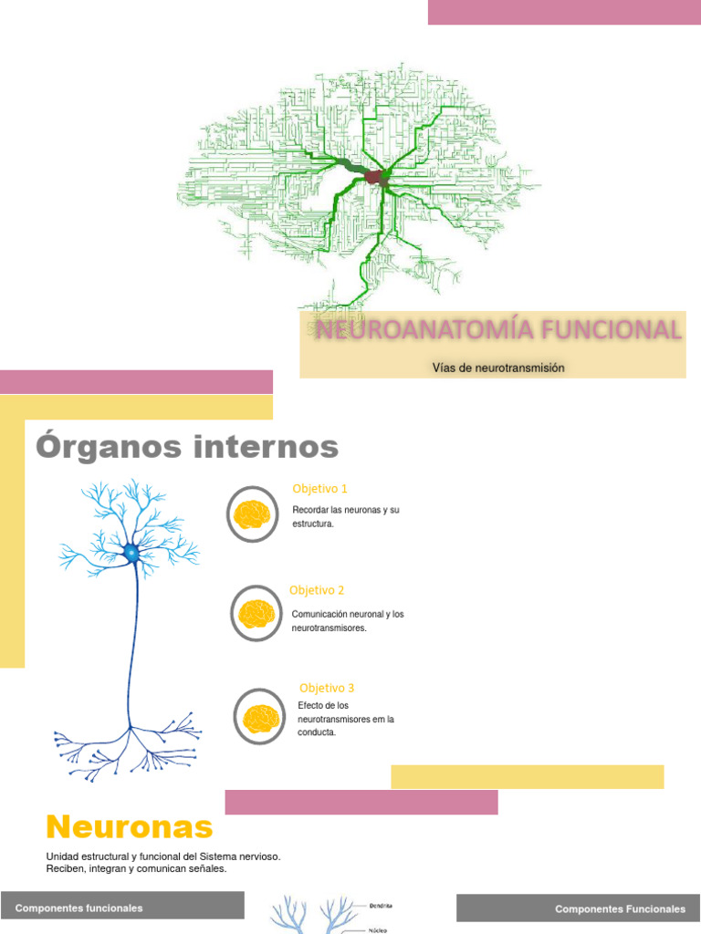 Neuroanatomía Funcional | PDF | Sinapsis | Neurona