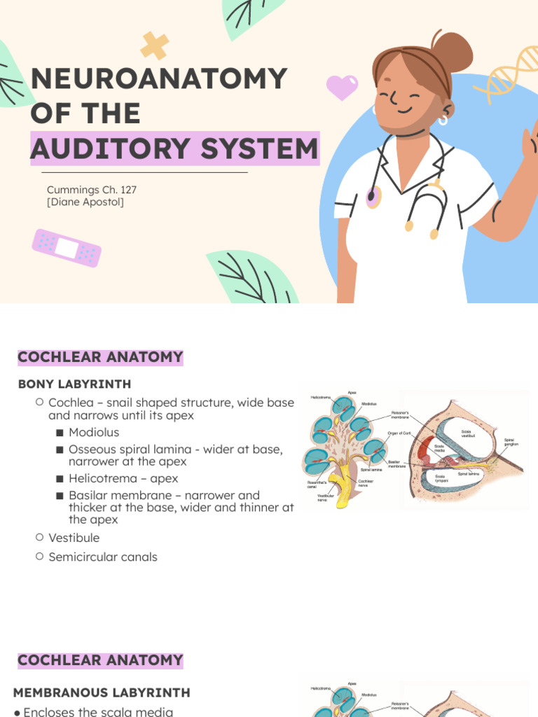 Cummings Ch. 127 & 128 Neuroanatomy of The Auditory System | PDF