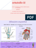Portafolio Anatomia I