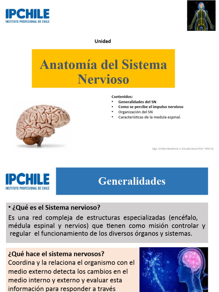 Semana 1 Anatomia Del SN | PDF | Sistema nervioso | Cerebro