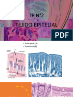 Presentación TP 2 Tejido Epitelial Histología 2023