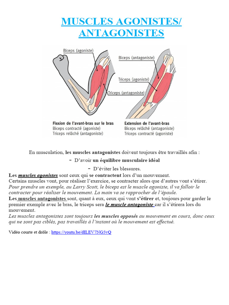 Muscles Agonistes et Antagonistes en Musculation PDF — free download