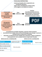 Fisiologia Respiratoria