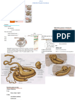 AULA 3 INTESTINO, FIGADO E PANCREAS (Falta)