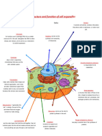 The Human Cell