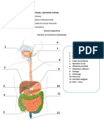 Atividade Sistema Digestivo