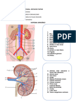 Atividade Sistema Urinario
