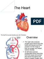 Lecture 18 - The Heart