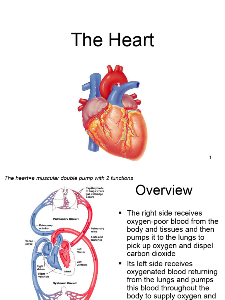 Anatomy and Function of the Heart | PDF | Heart Valve | Heart