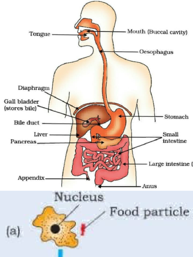 All Imp Diagrams Class 10 | PDF | Human Body | Lung