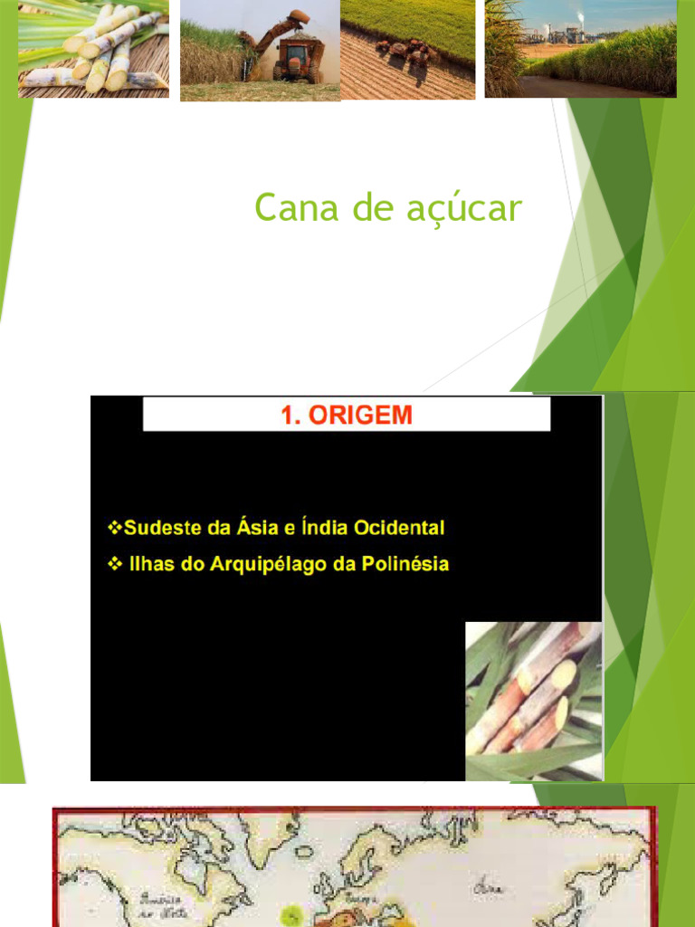 Cultura Da Cana de Açucar | PDF | Agricultura | Cana de açúcar
