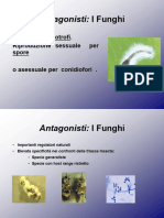 Lezione 2 I Funghi e Protozoi